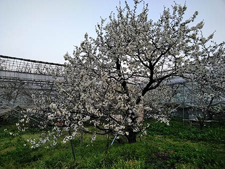 さくらんぼの花