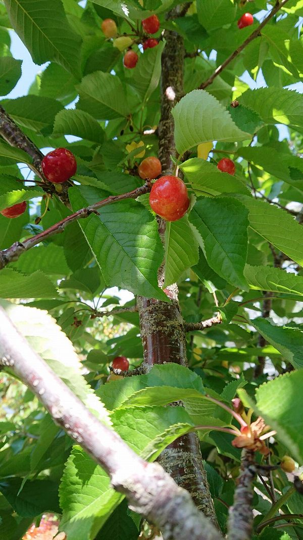 さくらんぼ狩り　2019年5月23日さくらんぼの様子