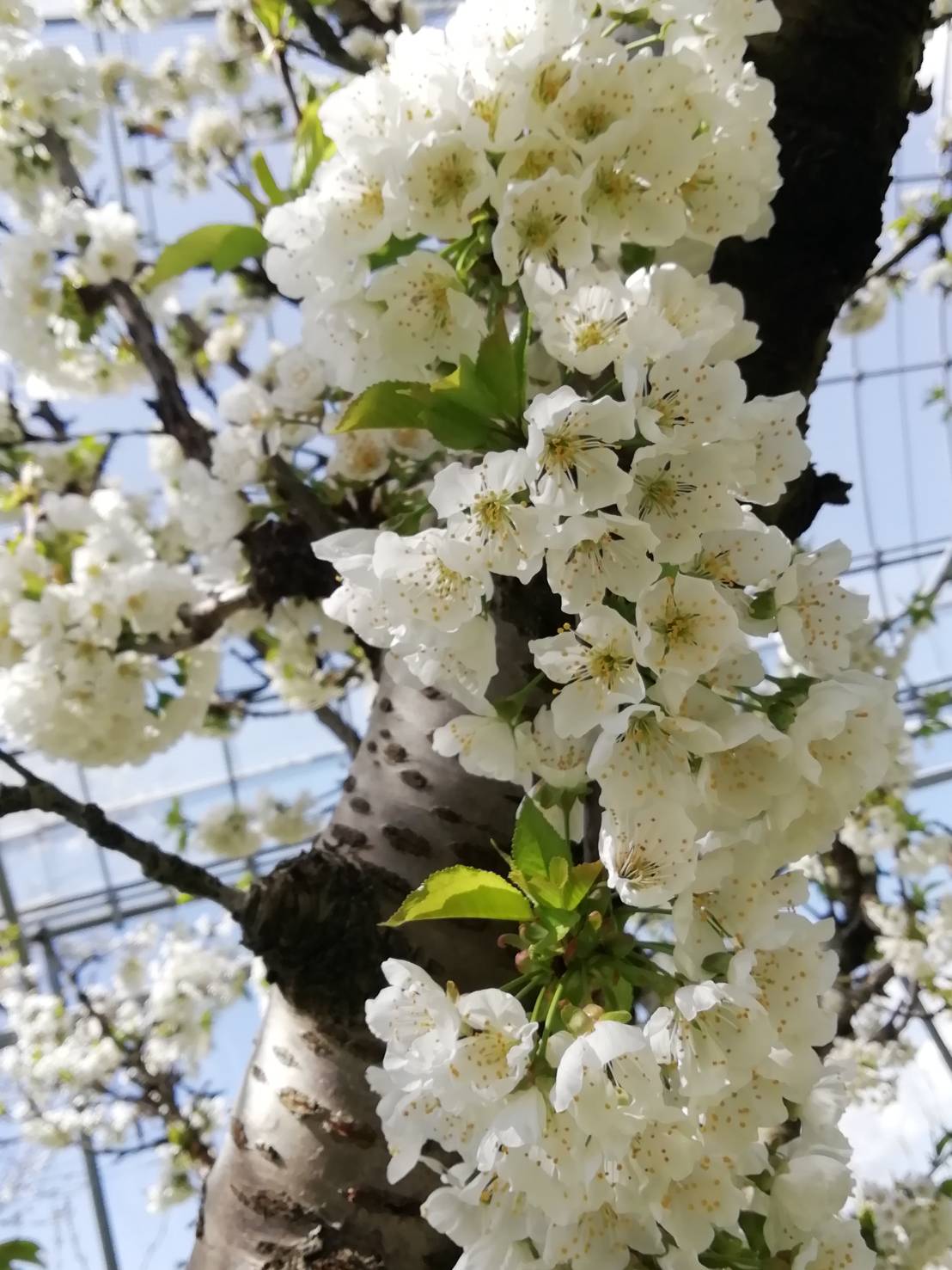 さくらんぼの花